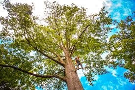 How Our Tree Care Process Works  in  Great Falls, VA