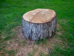 Best Tree and Shrub Care  in Great Falls, VA
