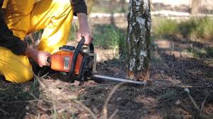 Best Tree Removal  in Great Falls, VA