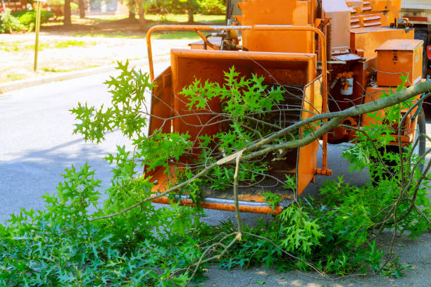 Best Tree Health Inspection  in Great Falls, VA
