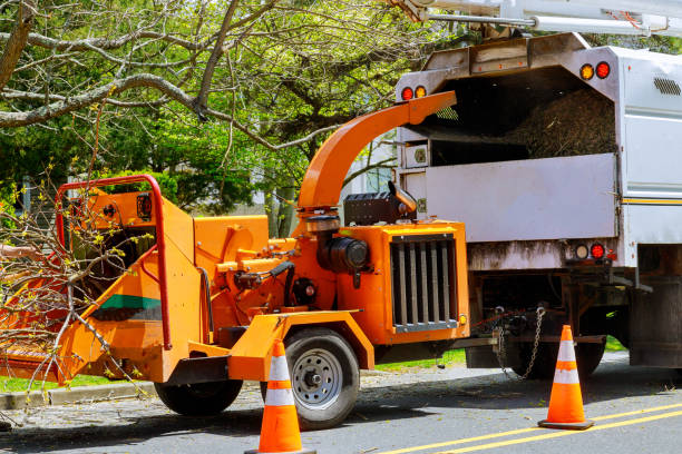 Leaf Removal in Great Falls, VA