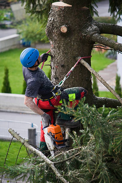 Best Commercial Tree Services  in Great Falls, VA