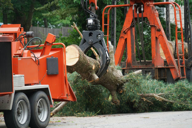 Best Root Management and Removal  in Great Falls, VA