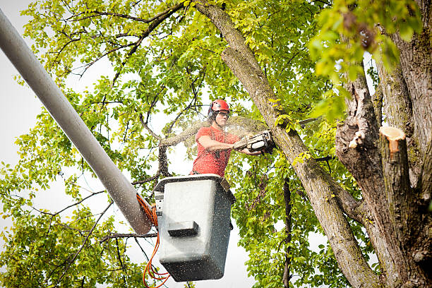 Best Tree Disease Treatment  in Great Falls, VA